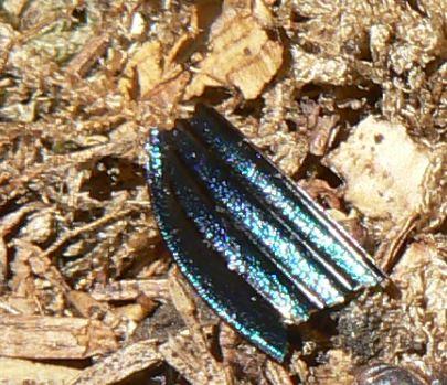 Réf. 284 166 : Carabus auronitens